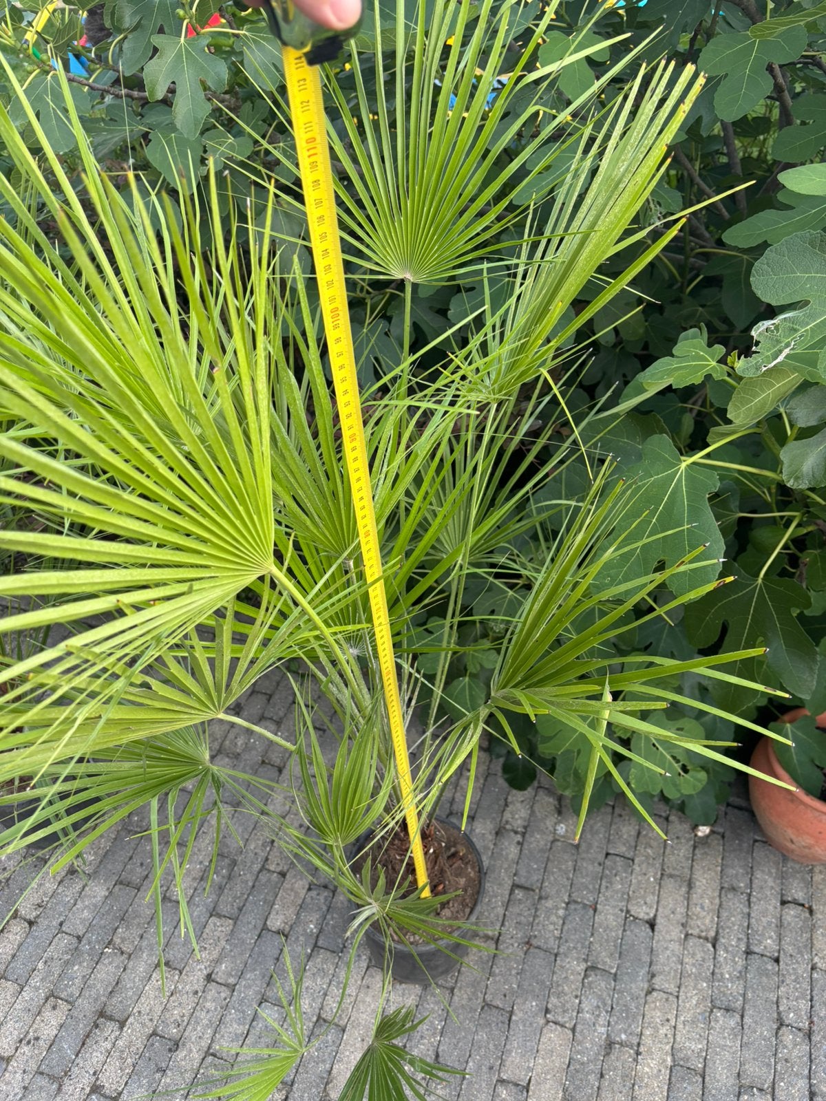 chamaerops humilis winterharde palmen Delphinium Red Lark, Ophalen, Overige soorten, Volle zon