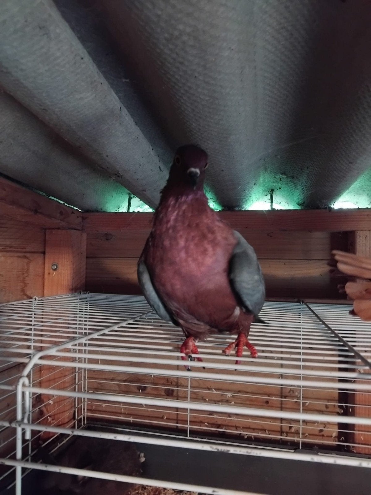 te koop 10 duiven 1 jaar oud  in een koop €40, Dieren en Toebehoren, Vogels | Duiven, Meerdere dieren, Overige soorten