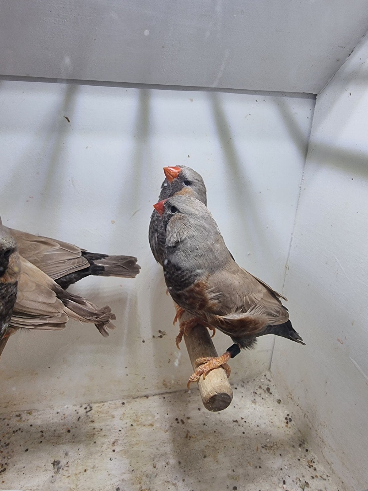Te koop koppel charcoal bruin & Charcoal Bleekrug, Meerdere dieren
