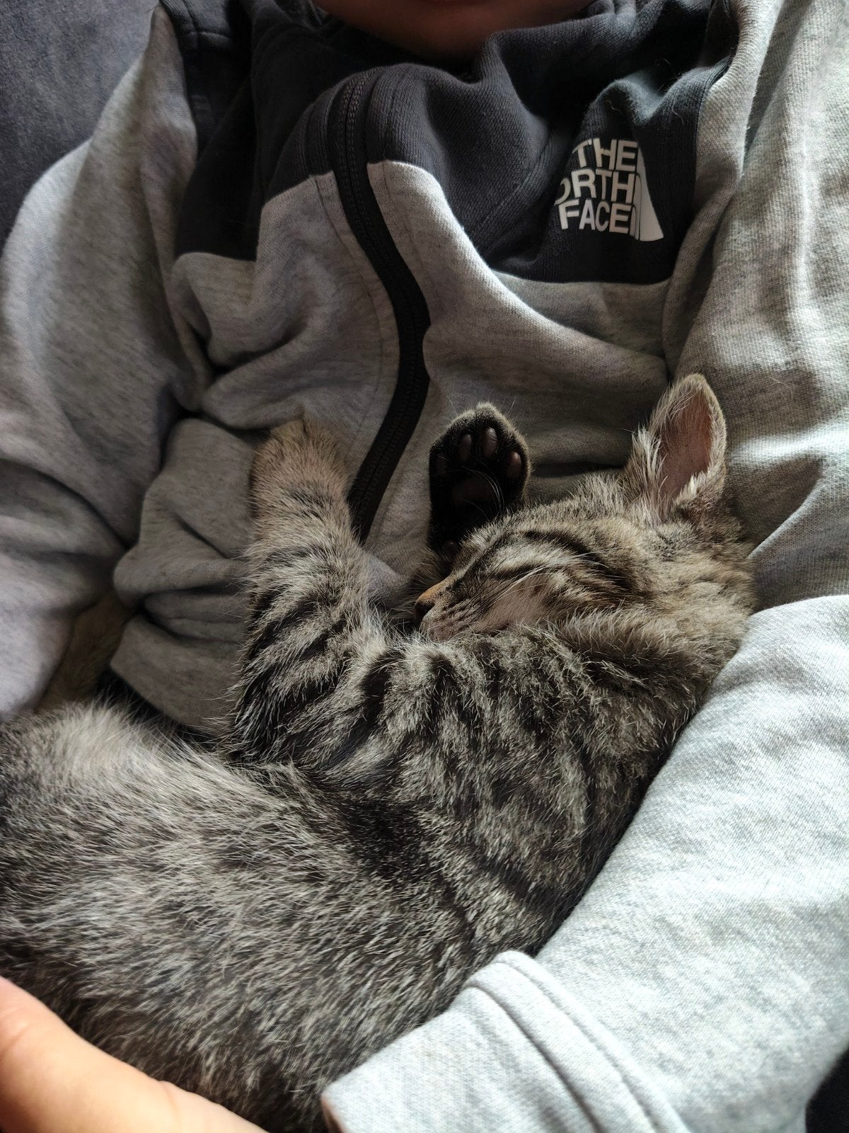 2 lieve kittens ( mannetjes), Dieren en Toebehoren, Kater
