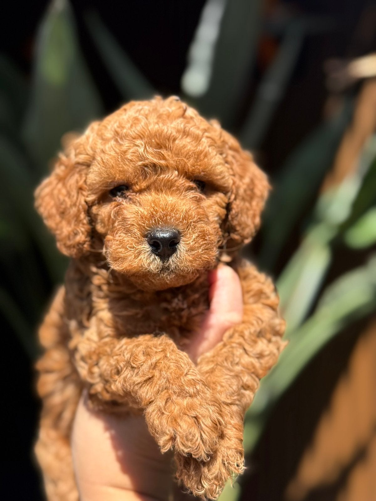 Prachtige mini (labra)doodle pups mogen verhuizen ️️, Parvo, Overige rassen, 8 tot 15 weken, Meerdere