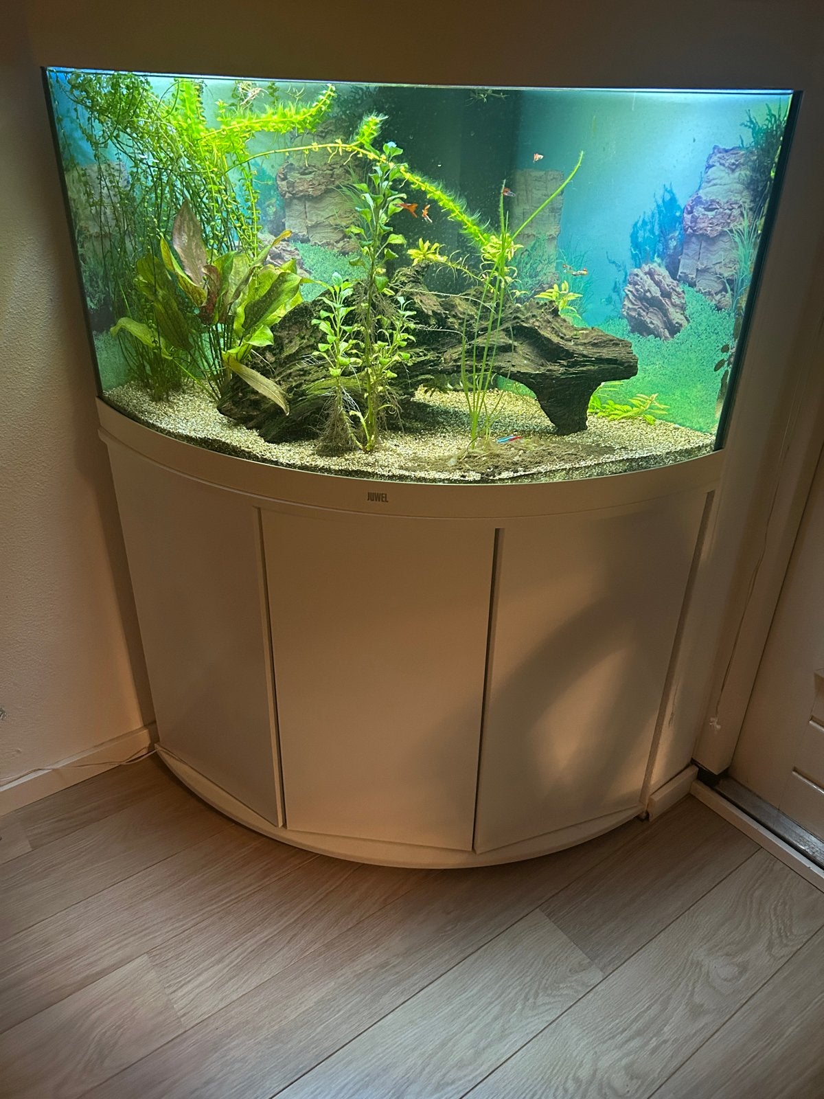 Juwel Trigon Hoekaquarium – Een echte blikvanger! 🐠🌿, Ophalen, Gevuld zoetwateraquarium