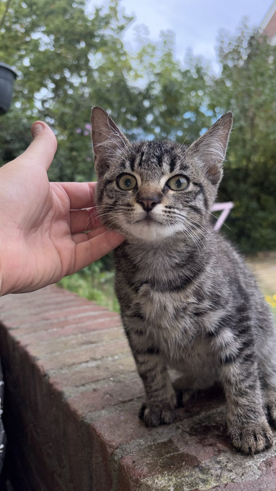 Nog 1 x brits korthaar kitten mag gelijk mee, Meerdere dieren, 0 tot 2 jaar