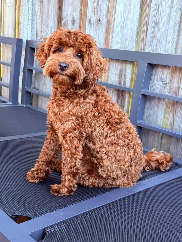 Mini Australian labradoodle Frenkie, Dieren en Toebehoren, Reu, 1 tot 2 jaar, Parvo, Eén hond