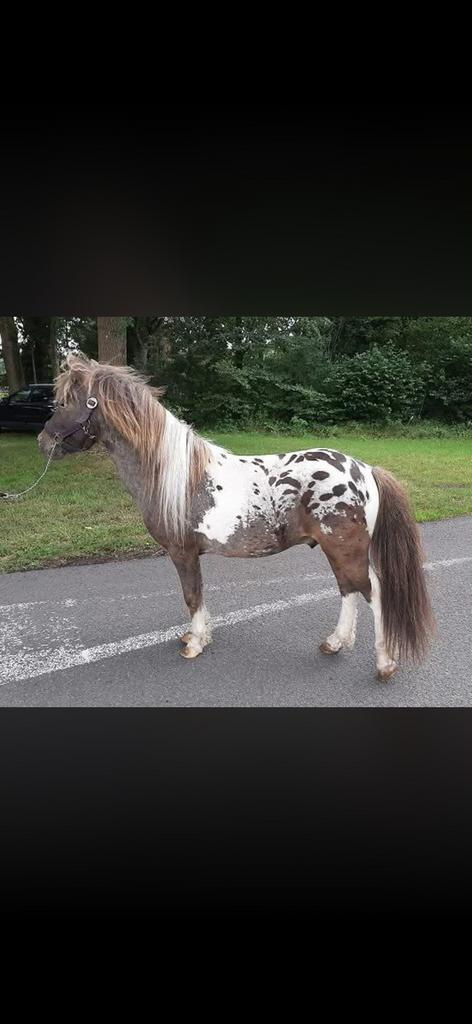 Super gaaf pintaloosa curly dekhengst, Hengst