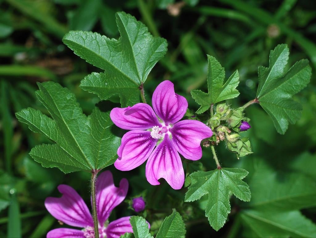 Bio zaailingen Groot kaasjeskruid  Malva sylvestris inheems, Volle zon, Vaste plant, Zomer, Ophalen