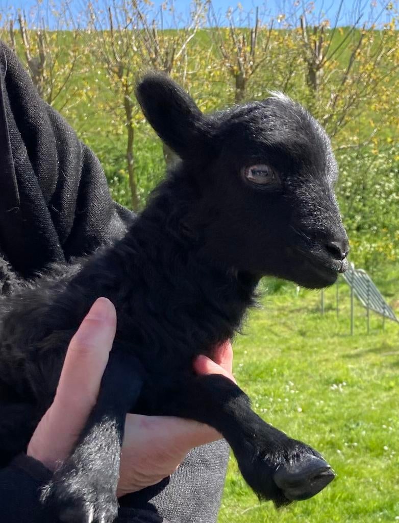 Ouessant ramlam (24-04-2026), Dieren en Toebehoren, Mannelijk, Schaap