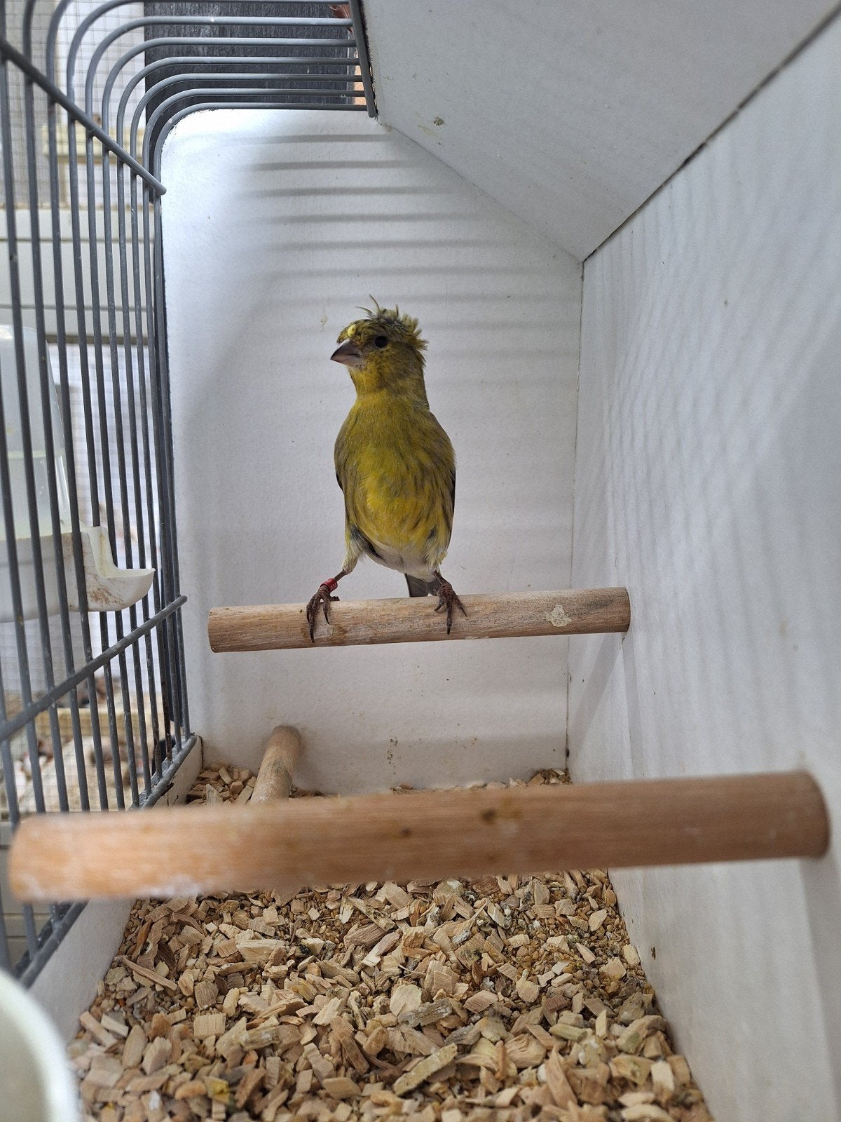 Mooie bastaard pop harlekijn kanarie x zwartkopsijs, Vrouwelijk, Wildzangvogel, Geringd