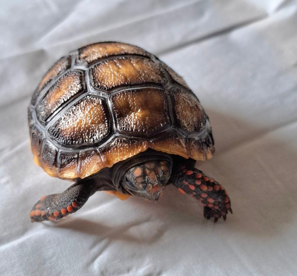 Kolenbrander paar wk oud, Dieren en Toebehoren, Reptielen en Amfibieën, Schildpad, Tam, 0 tot 2 jaar