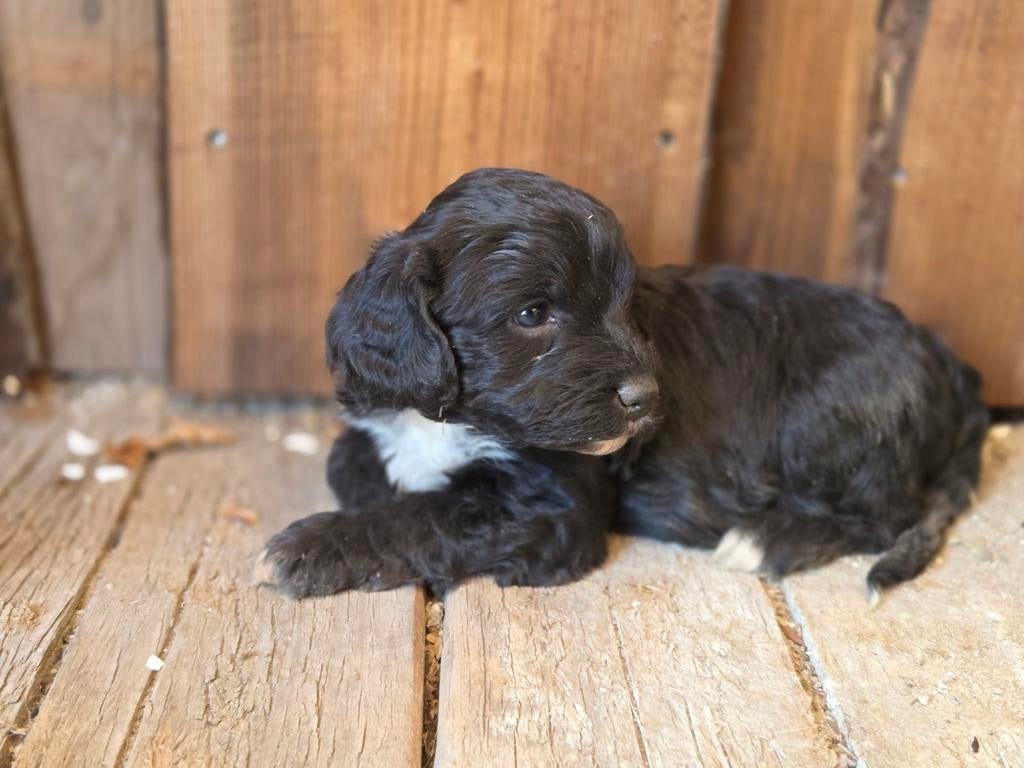 Springer spaniel x dwergpoedel pups, Parvo, 8 tot 15 weken, Meerdere, Meerdere dieren