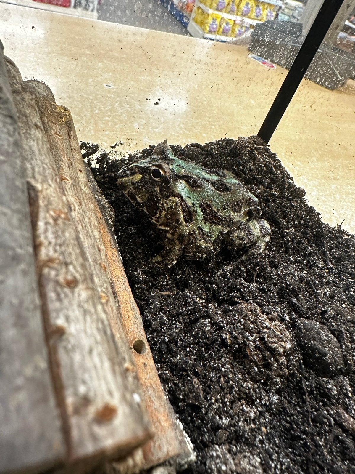 Ceratophrys cranwelli - Pac-man frog/hoornkikker Frog - unknown for sale from Dierenspeciaalzaak Reerink