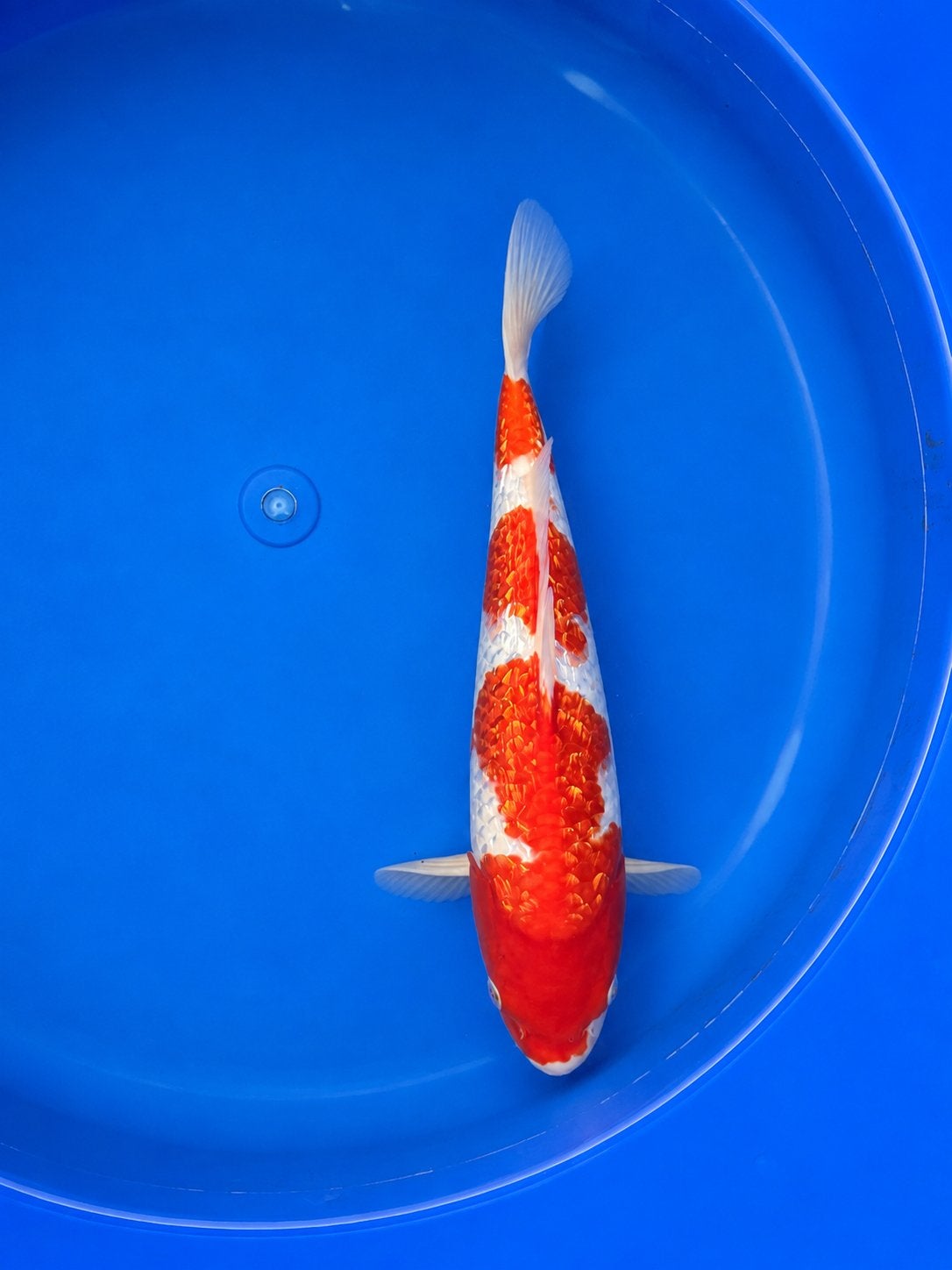 Prachtige! Japanse koi Ginrin Kohaku tosai 37cm!, Dieren en Toebehoren, Karper of Koi