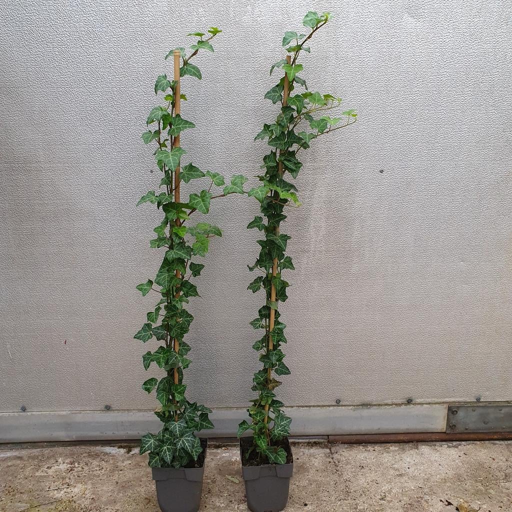 Hedera helix Klimop, Ophalen, Overige soorten, 100 tot 250 cm