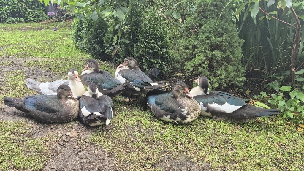 Forse muskus eenden, Dieren en Toebehoren, Pluimvee, Meerdere dieren, Eend