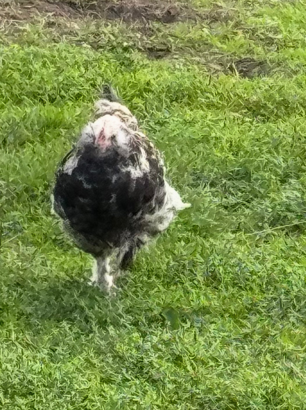 Faverolles haantjes, Dieren en Toebehoren, Mannelijk, Kip