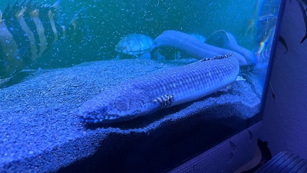 polypterus ornatipinnis xl, Dieren en Toebehoren, Vis, Zoetwatervis