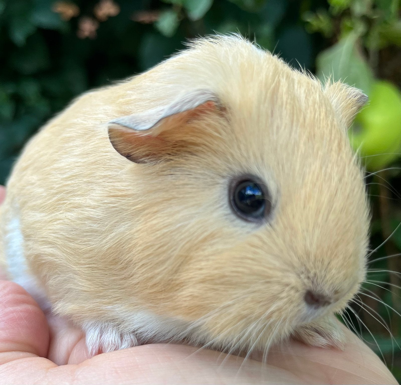 Leuk crème met wit cavia meisje, Dieren en Toebehoren, Knaagdieren, Cavia, Augustus, Vrouwelijk, Tam