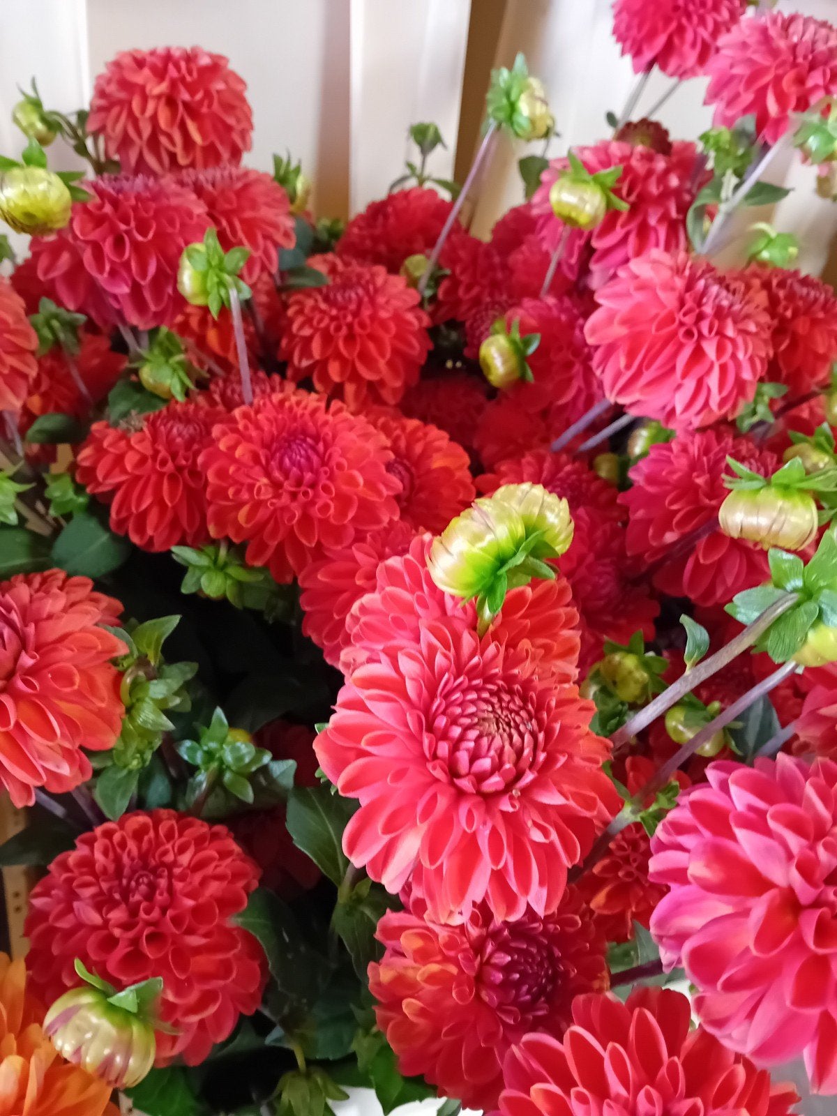 dahlia knollen ' Zundert mystery Fox, Ophalen of Verzenden