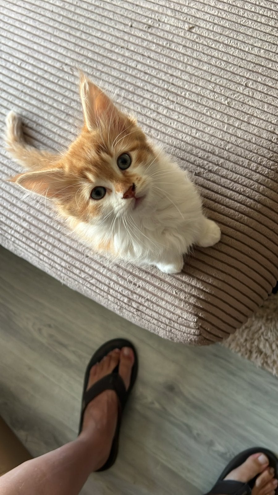 Maine coon kittens, Dieren en Toebehoren, Kater, Ontwormd, 0 tot 2 jaar