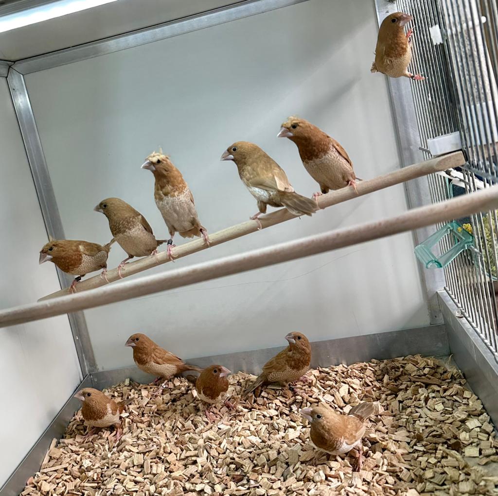 Japanse meeuwtjes, Meerdere dieren