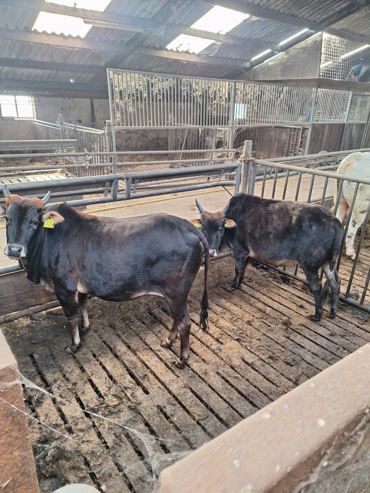 2 zeboe's, Meerdere dieren, 3 tot 6 jaar