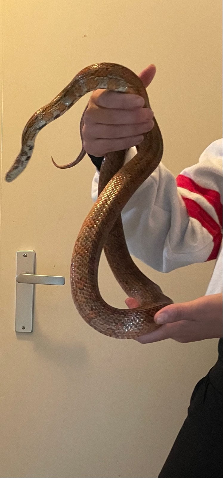 Koppel rattenslangen met terrarium Rat Snake photo 11