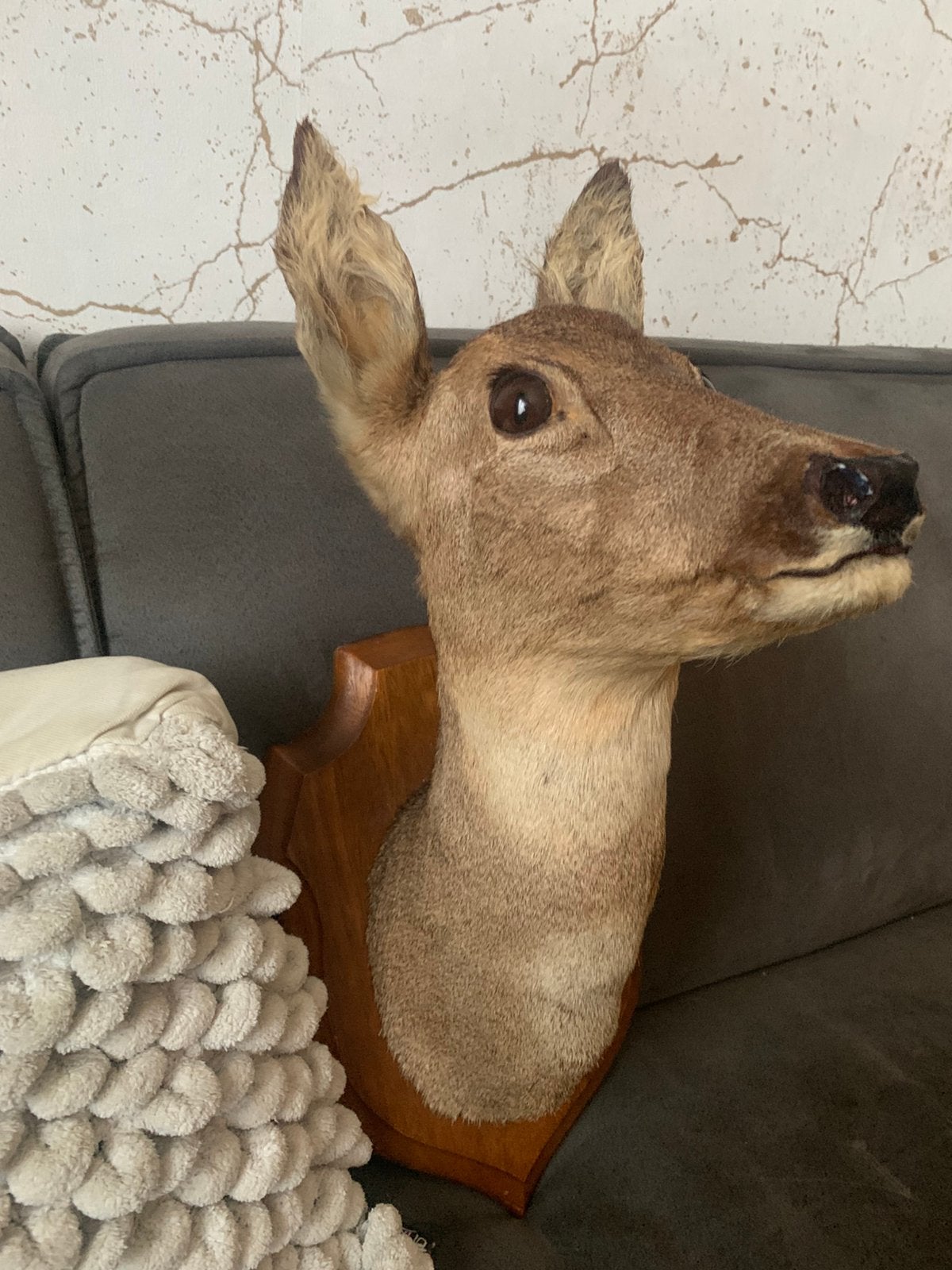 Opgezet ree / hertenkop taxidermie, Verzamelen, Dierenverzamelingen, Ophalen of Verzenden, Zo goed als nieuw, Hert, Opgezet dier
