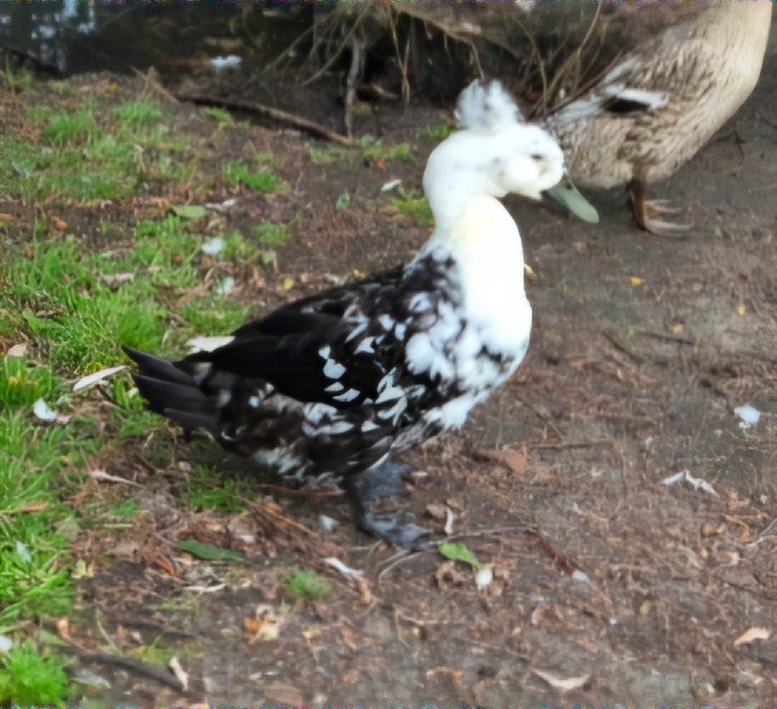 gezocht: jonge kuifeend vrouw, Dieren en Toebehoren, Meerdere dieren, Eend