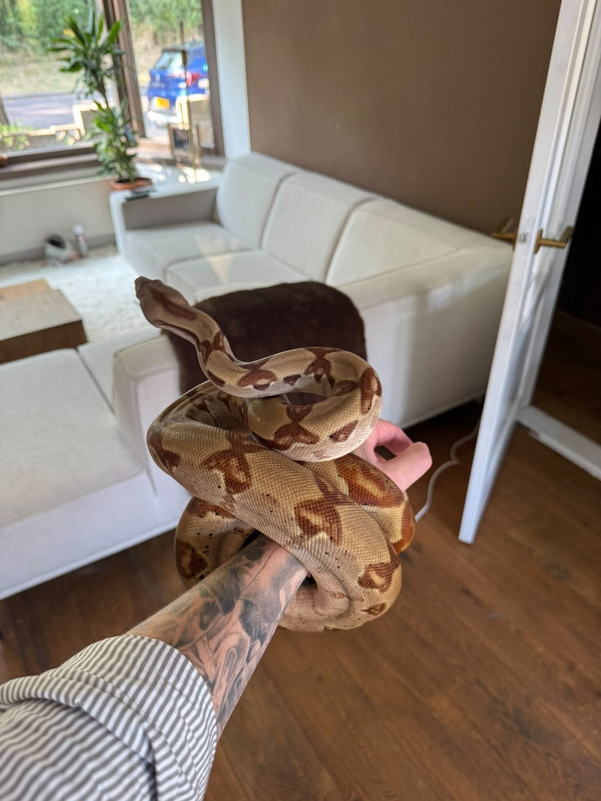 Surinaamse roodstaartboa constrictor nu 1.40m lang Boa Constrictor photo 3