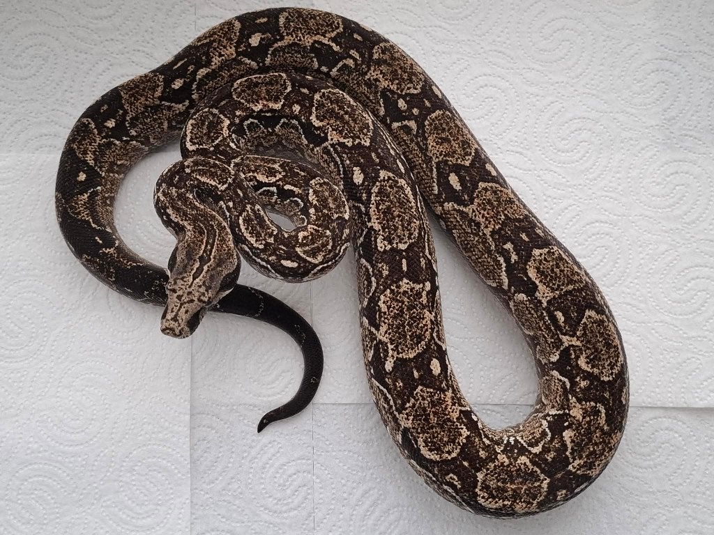 Boa constrictor, Dieren en Toebehoren, Slang, Tam, 0 tot 2 jaar