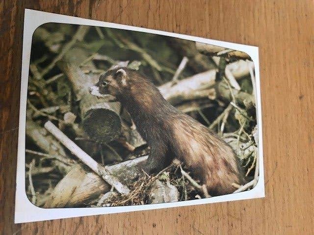 Otter, Ophalen of Verzenden, Voor 1920, Ongelopen