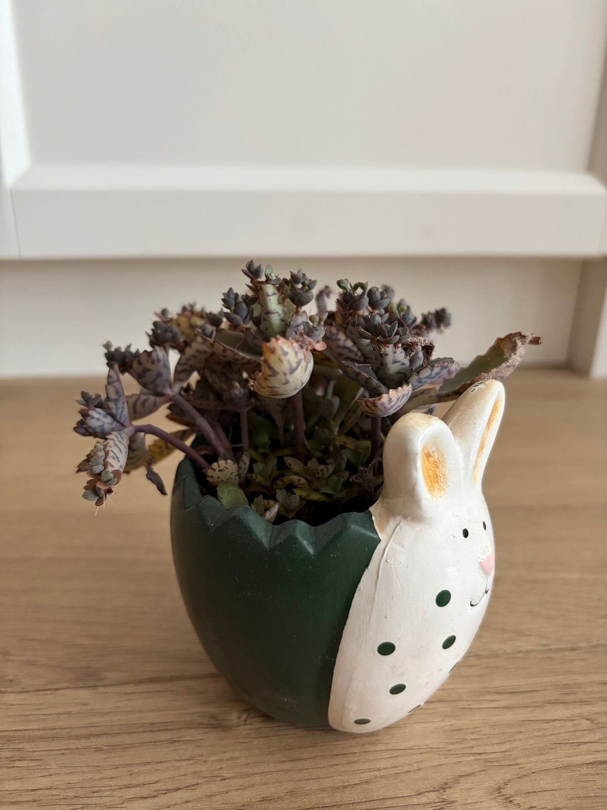 Mother of Thousand in paashaas bloempotje, Ophalen, Halfschaduw, Minder dan 100 cm