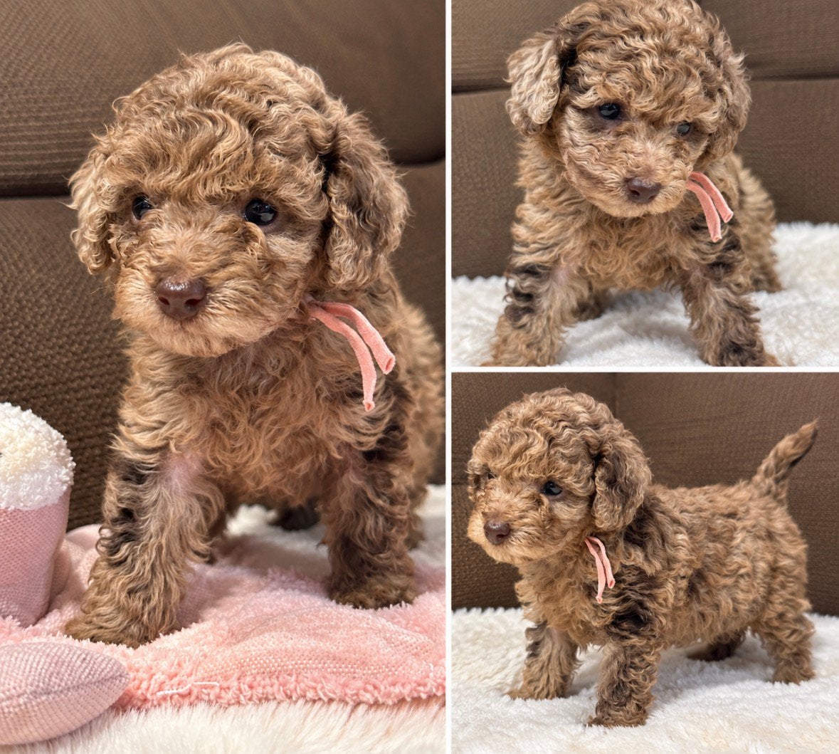 Toy poedel - Mini toy Choco merle beige !! Uniek Zeer knap !, Poedel, 8 tot 15 weken, Meerdere, Meerdere dieren