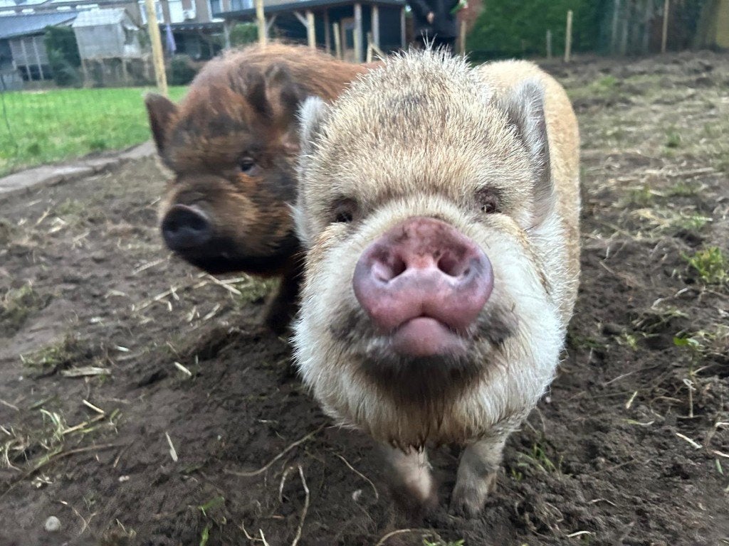 Hangbuikzwijnen Hans & Grietje (hangbuikvarkens), Meerdere dieren, Varken, 0 tot 2 jaar