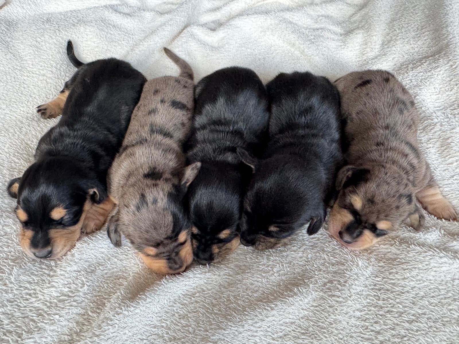 Unieke en prachtige dwergteckel pups, Dieren en Toebehoren, 8 tot 15 weken, Korthaar, Dwerg, Meerdere