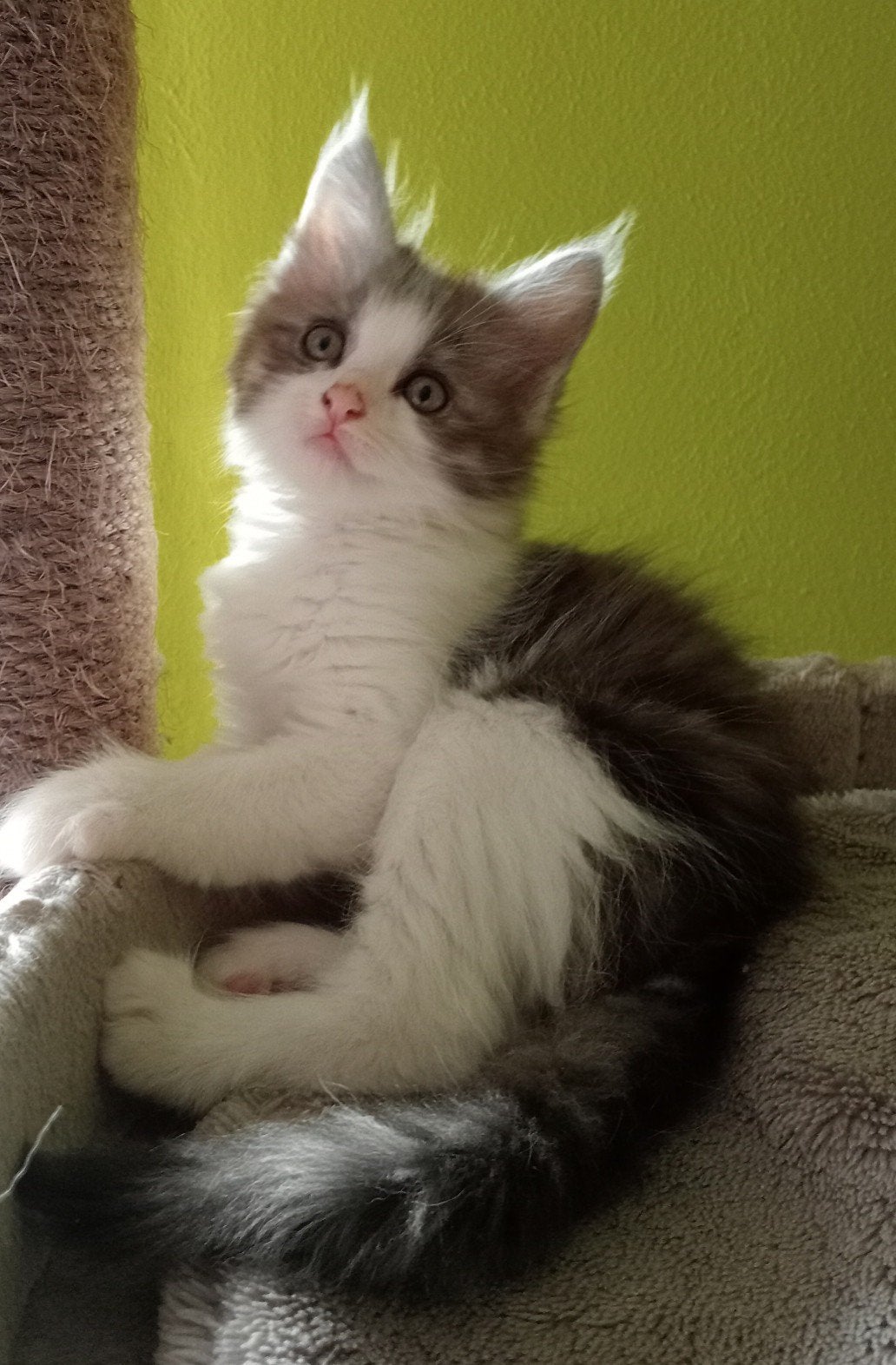 Te koop:Mooie Maine Coon/Ragdoll, Meerdere dieren