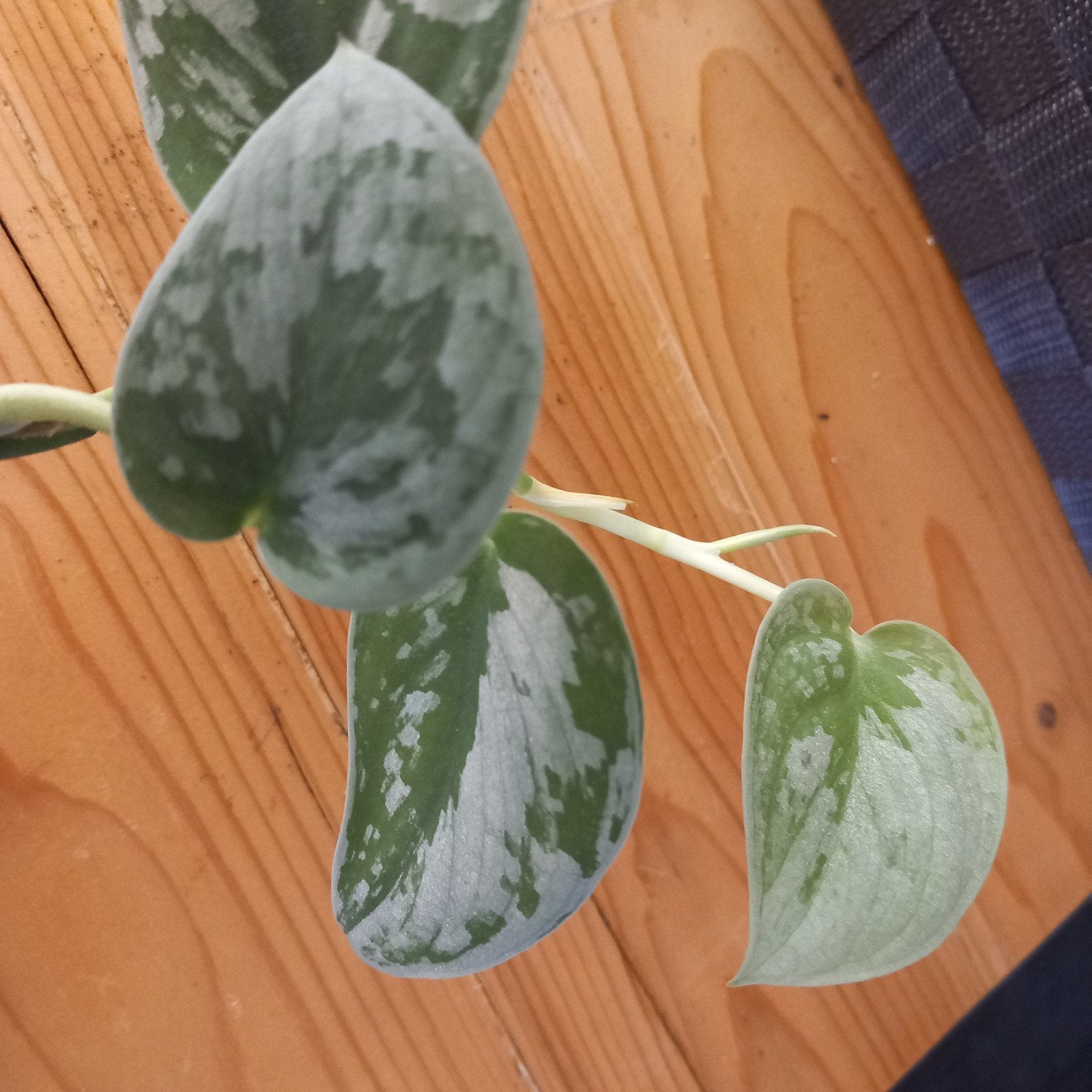 scindapsus silvery ann stek nr 1, Ophalen of Verzenden, Halfschaduw, Minder dan 100 cm