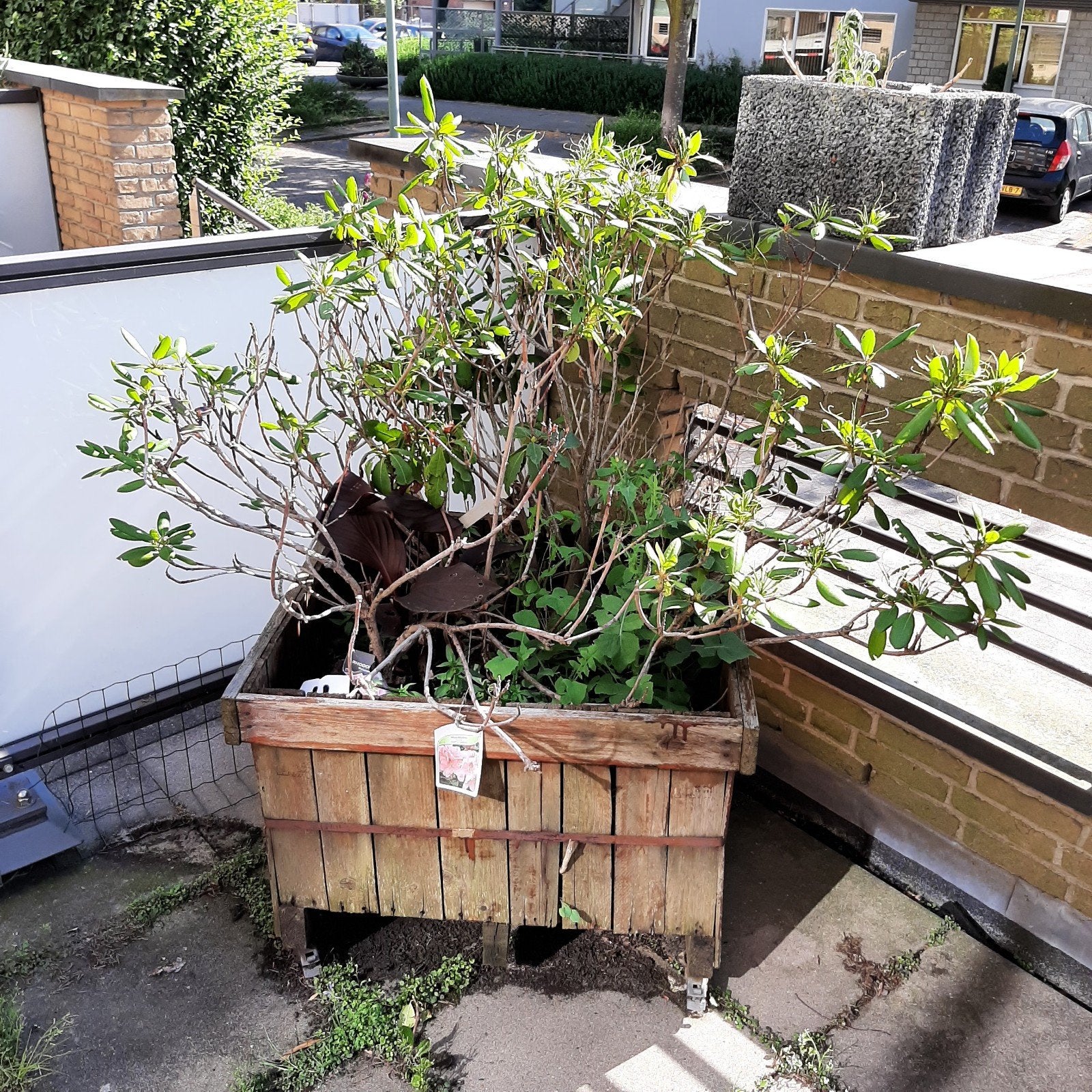 2 Rhododendrons en 1 Canna, Ophalen, Lente, Overige soorten, Halfschaduw
