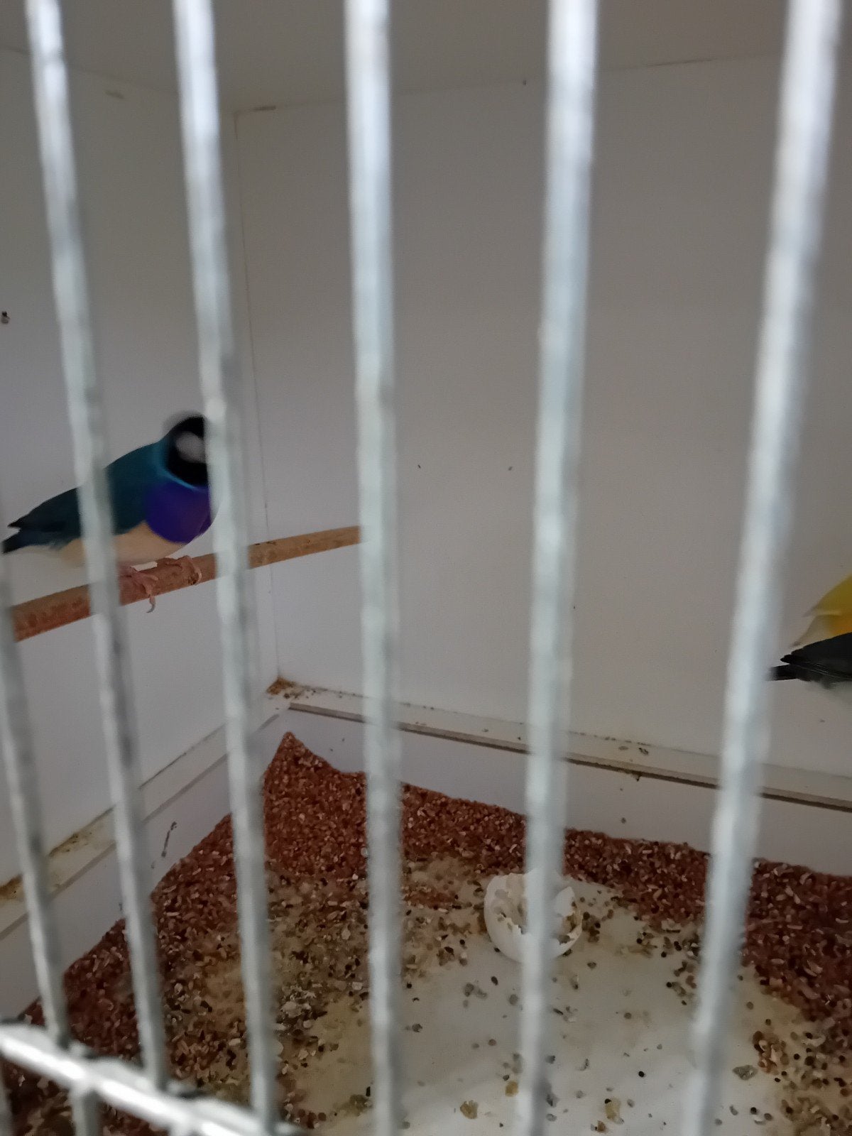 gouldamadine koppel, Dieren en Toebehoren