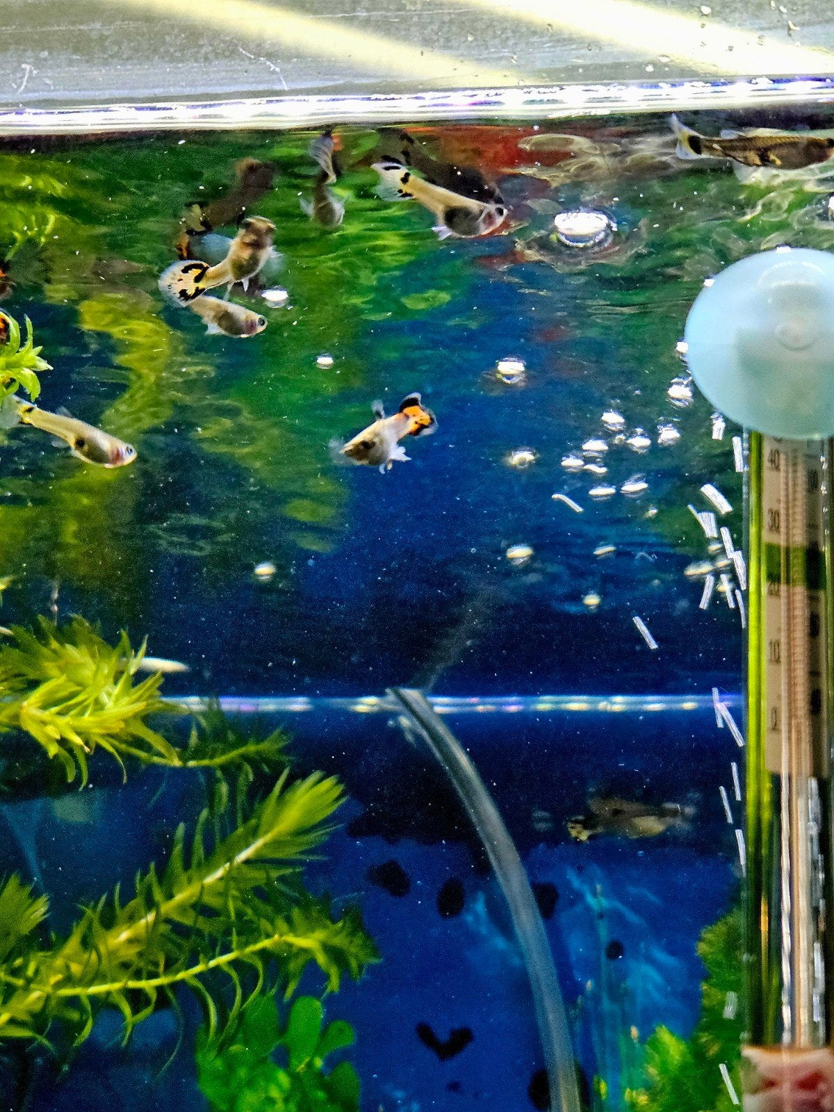 Guppys - Gup - Guppy - Vis 20 voor 10 euro., Vis