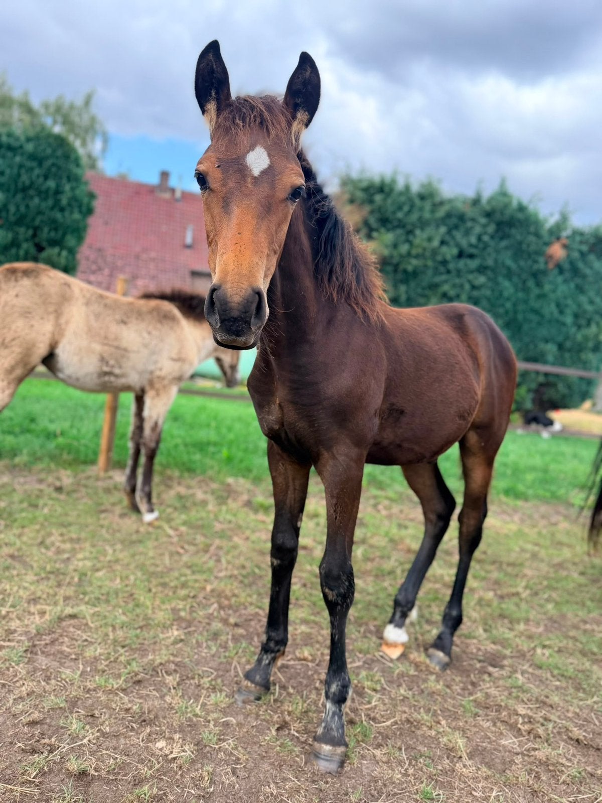 Super knap New Forest Hengstveulen!, Met stamboom, Niet van toepassing, Springpony, 0 tot 2 jaar