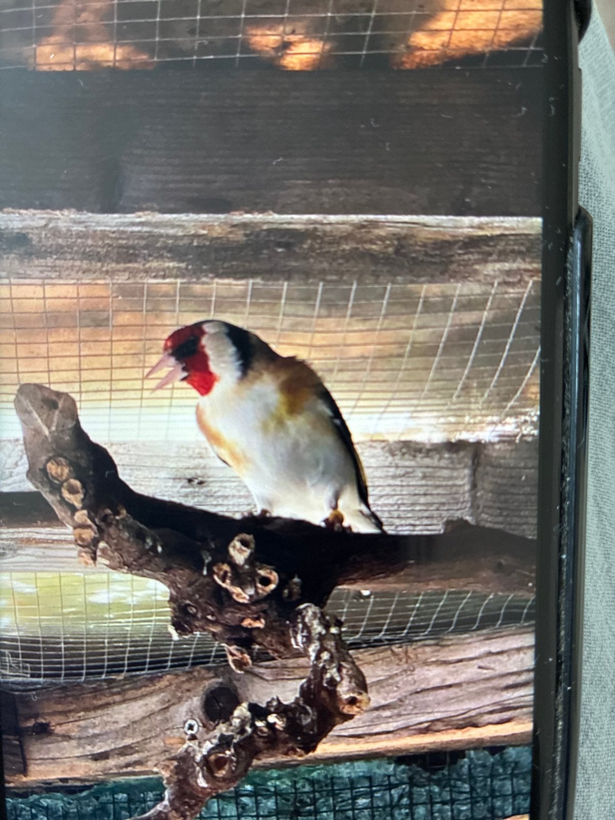 Majoor Putters man 2022 correct geringd, Dieren en Toebehoren, Vogels | Overige Vogels, Mannelijk, Wildzangvogel, Geringd