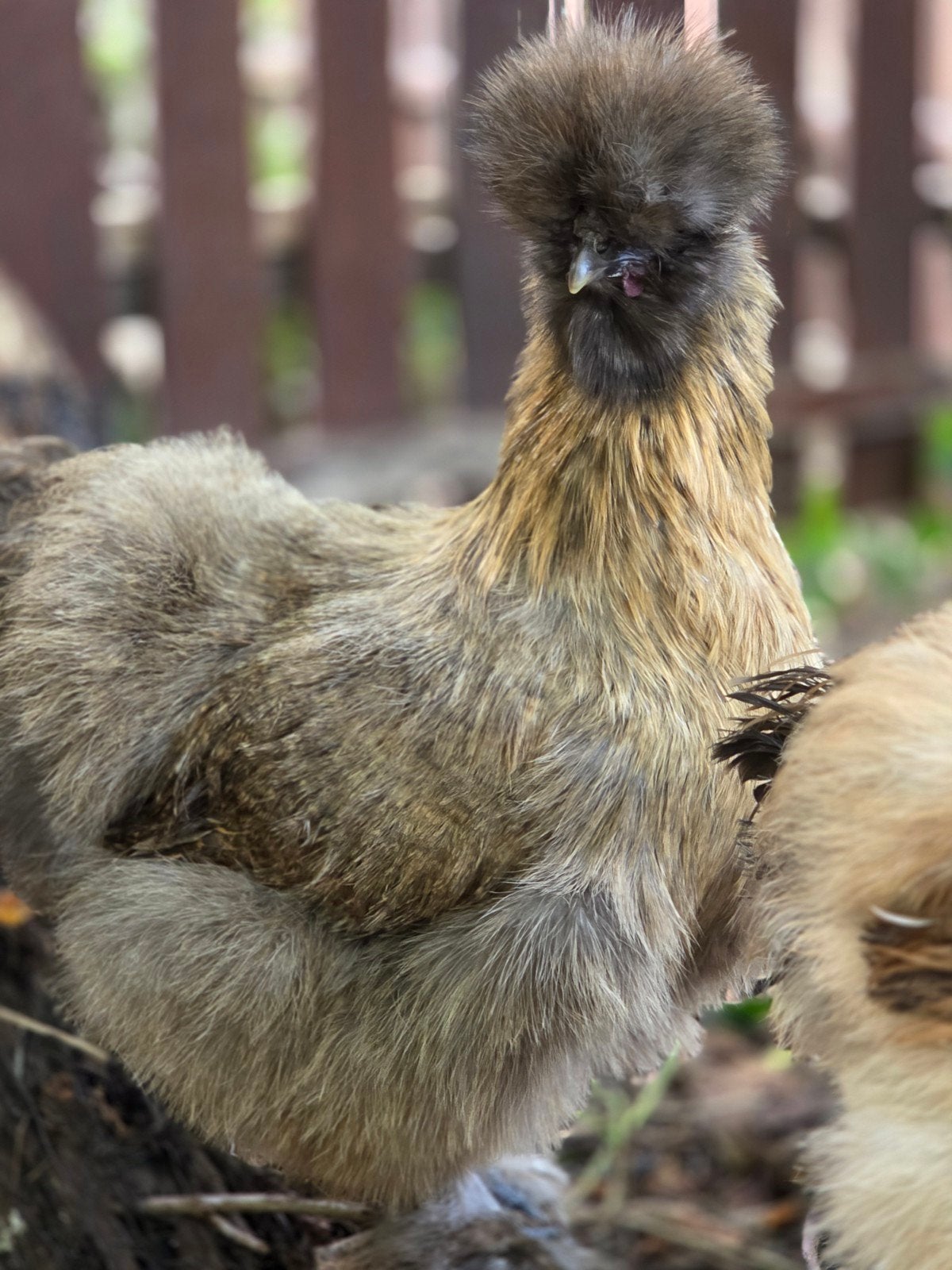 Zijdehoen broedeieren USA NU €3,- p.s, Dieren en Toebehoren, Ophalen, Nieuw, Overige typen