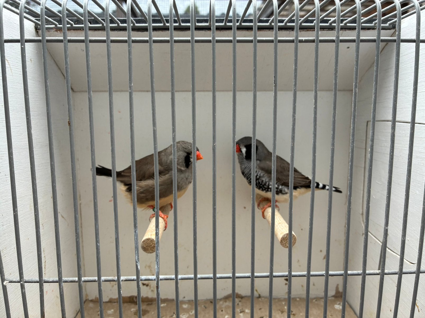 2-1 zwartwang grijze zebravinken, Dieren en Toebehoren, Vogels | Overige Vogels, Meerdere dieren