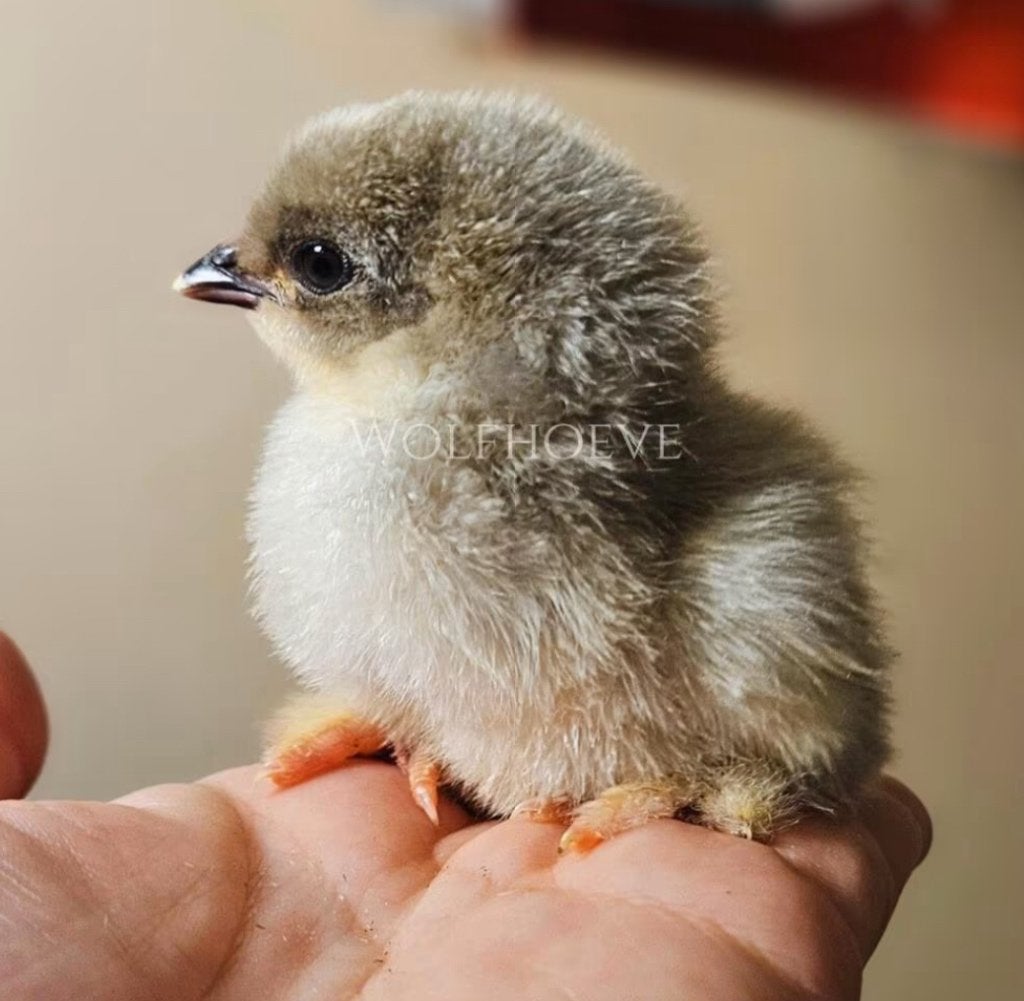 Brahma kuikens te koop 1 dag tot 16 weken oud, Dieren en Toebehoren, Meerdere dieren, Kip