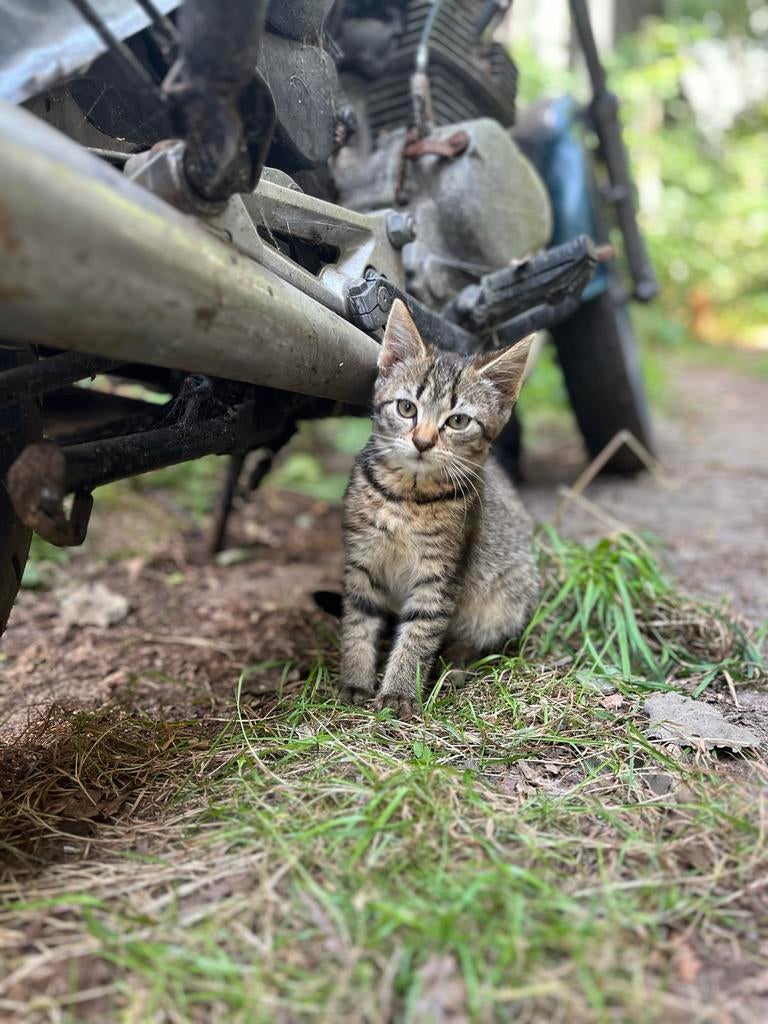 Hele lieve aanhankelijke poes, Dieren en Toebehoren, Katten en Kittens | Overige Katten, Poes