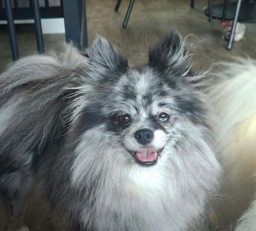Blue merle keeshondje, Rabiës (hondsdolheid), Teef, Eén hond, 3 tot 5 jaar