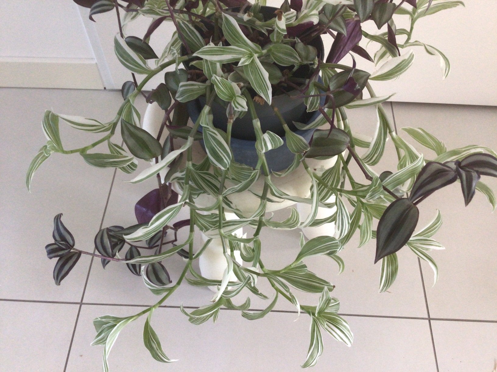 Tradecsancia, Huis en Inrichting, Ophalen, Halfschaduw, Minder dan 100 cm