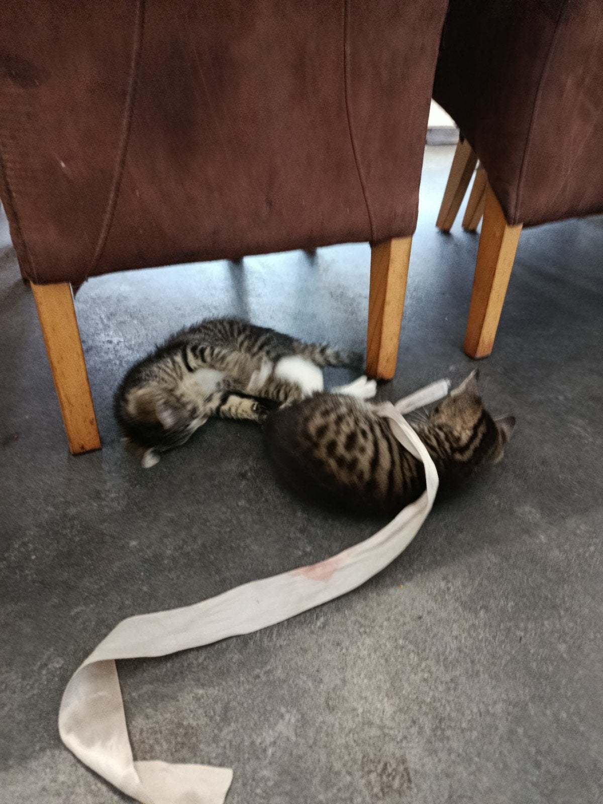 2 leuke kittens, Poes, Kortharig, 0 tot 2 jaar