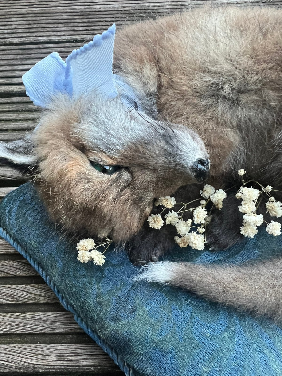 Schattige baby vos taxidermy, Ophalen of Verzenden, Nieuw, Opgezet dier